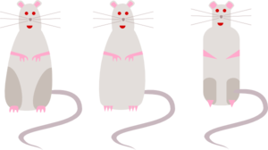 Three Different Rats Clip Art